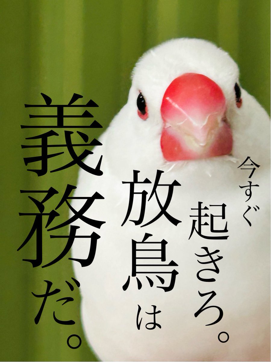 buncho_honey's tweet photo. 気圧の影響か
目眩と吐き気で
寝込んでる飼い主を
甘やかさない男。
#文鳥 https://t.co/XHdioZJY6Z