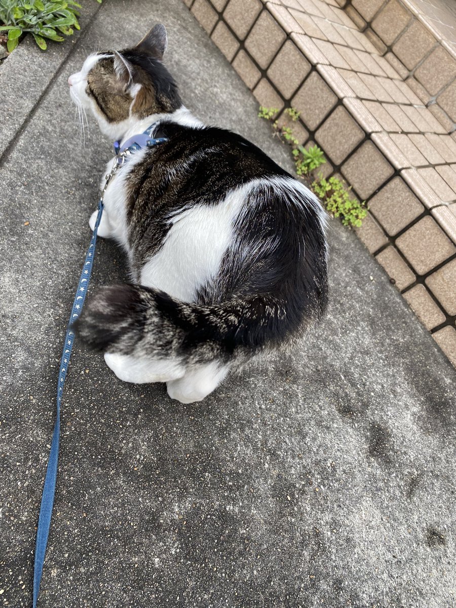 RIKA53247404's tweet photo. こんにちは。

最近のにゃん歩🐾お尻ポンポン催促が激しいはくにゃん🐱ポンポンするたびに毛が空を舞う😅

ソフトのつもりが…

#猫のいる暮らし　#散歩猫　#保護猫

#ブルーベリージュレソフト　#スイハピ https://t.co/D6l1MW1AWh