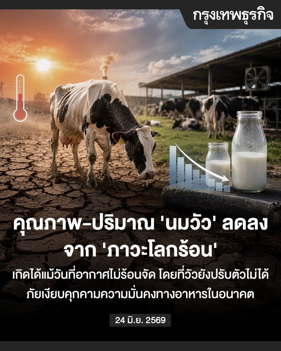 ktnewsonline's tweet photo. คุณภาพ-ปริมาณ ‘นมวัว’ ลดลงจาก ‘ภาวะโลกร้อน’ เกิดได้แม้วันที่อากาศไม่ร้อนจัด โดยที่วัวยังปรับตัวไม่ได้ ภัยเงียบคุกคามความมั่นคงทางอาหารในอนาคต

นอกจาก “การเปลี่ยนแปลงสภาพภูมิอากาศ” ทำให้สภาพอากาศแปรปรวนแล้ว แต่ยังส่งผลกระทบยังลามมาถึงอาหารของเรา โดยเฉพาะ “นมวัว” ที่มีคุณค่าทางสารอาหารและปริมาณลดลงอย่างต่อเนื่องจากภาวะโลกร้อน ถือเป็นภัยเงียบที่คุกคามความมั่นคงทางอาหารในอนาคต

นักวิจัยจากมหาวิทยาลัยคอร์เนลล์ ทำการศึกษาข้อมูลเกี่ยวกับ การผลิตน้ำนมของวัวประมาณ 6.5 ล้านตัว และเปรียบเทียบกับข้อมูลสภาพอากาศในช่วงเวลาเดียวกัน โดยมีความแม่นยำถึงระดับ 4 กิโลเมตร ครอบคลุม 43 รัฐ ตั้งแต่ปี 2007-2016 พบว่า ความเครียดจากความร้อนส่งผลกระทบต่อวัวนมรุนแรงกว่าที่เคยคาดการณ์ไว้ เพราะทำให้ปริมาณน้ำนมที่เกษตรกรจะรีดได้ลดลงแล้ว ความร้อนยังส่งผลให้ระดับไขมันและโปรตีน ในน้ำนมเจือจางลงด้วย ซึ่งส่วนประกอบเหล่านี้คือสิ่งที่มีมูลค่าสูงสุดในอุตสาหกรรมนม 

คุณภาพน้ำนมเริ่มได้รับผลกระทบ ตั้งแต่อุณหภูมิอยู่ในช่วงประมาณ 15-21 องศาเซลเซียส ในขณะที่ปริมาณน้ำนมจะลดลงอย่างรวดเร็วเฉพาะในช่วงที่ความร้อนพุ่งสูงจัดในฤดูร้อน แต่การลดลงของไขมันและโปรตีนสามารถเกิดขึ้นได้ตลอดเวลา แม้ในวันที่อากาศดูเหมือนจะเย็นสบายสำหรับมนุษย์

หากดัชนีอุณหภูมิและความชื้นเพิ่มขึ้นเพียง 10 จุด จะทำให้ปริมาณน้ำนมลดลง 1.2% แต่จะทำให้รายได้ของเกษตรกรลดลงถึง 2.8% คิดเป็นความเสียหายรวมกว่า 1,650 ล้านดอลลาร์ต่อปีสำหรับอุตสาหกรรมนมในสหรัฐ

ปัจจุบันยังไม่พบหลักฐานว่า วัวสามารถปรับตัวให้ทนทานต่อความร้อนมากขึ้น ไม่ว่าจะเป็นวัวในฟาร์มขนาดใหญ่หรือขนาดเล็ก ดังนั้นสิ่งที่ทำได้ในตอนนี้ จึงมีแต่การย้ายฐานการผลิตไปยังพื้นที่ทางตอนเหนือที่เย็นกว่า เช่น รัฐนิวยอร์ก วิสคอนซิน เพื่อประคับประคองปริมาณและคุณภาพผลผลิตเอาไว้

หากคุณภาพของนมลดลงเรื่อย ๆ ผู้บริโภคอาจต้องจ่ายเงินเท่าเดิมแต่ได้รับสารอาหารน้อยลง ซึ่งถือเป็นความอยุติธรรมทางโภชนาการที่เกิดจากวิกฤติสภาพภูมิอากาศ นอกจากนี่ ความผันผวนของคุณภาพนมจะทำให้ต้นทุนการผลิตผลิตภัณฑ์แปรรูป เช่น เนยหรือชีส พุ่งสูงขึ้น และท้ายที่สุดภาระนี้จะตกอยู่กับผู้บริโภค

ในอนาคต อุตสาหกรรมนมอาจต้องเปลี่ยนทิศทางจากการเน้นเพียงการเพิ่มปริมาณผลผลิต ไปสู่การคัดเลือกสายพันธุ์ที่มีความทนทานต่อความร้อนเป็นเป้าหมายหลัก. การทำความเข้าใจผลกระทบที่ซ่อนอยู่แม้ในวันที่อากาศแจ่มใส จะเป็นกุญแจสำคัญในการรักษาคุณภาพชีวิตของผู้คนในยุคที่โลกกำลังร้อนขึ้นอย่างไม่หยุดยั้ง

อ่านต่อ:  https://t.co/a1oEJHENUN

#กรุงเทพธุรกิจ #InsightForOpportunities #กรุงเทพธุรกิจSustain #กรุงเทพธุรกิจEnvironment