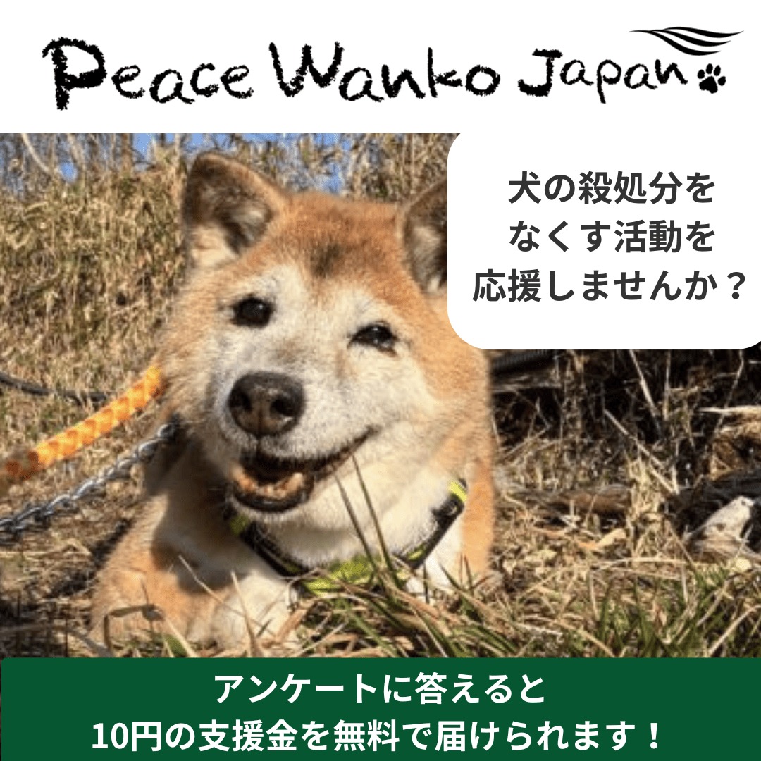 gooddo_jp's tweet photo. 捨てられ、怯え、それでも尻尾を振ることをやめない犬たちへ。殺処分ゼロを目指す無料支援があります。
