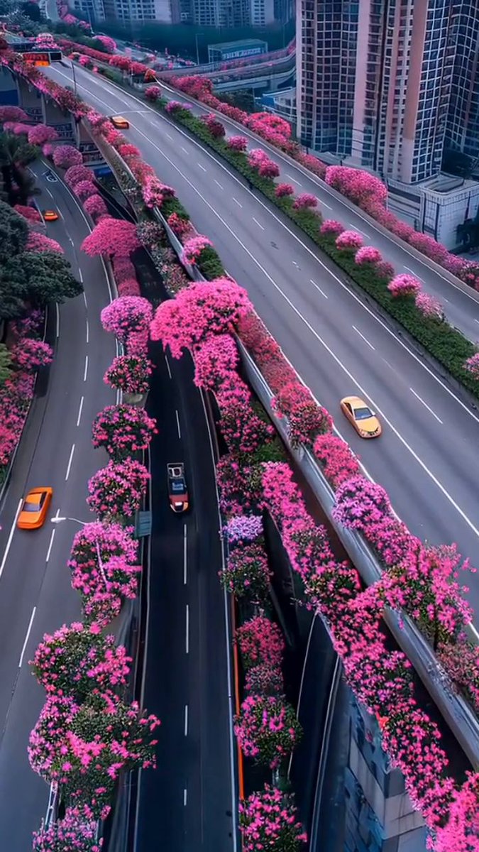iam_mary11's tweet photo. Keeping it simple and clean.

#FlowerTree #ColorfulFlowers #FloralAesthetic #NatureAesthetic https://t.co/mDcjx729l8