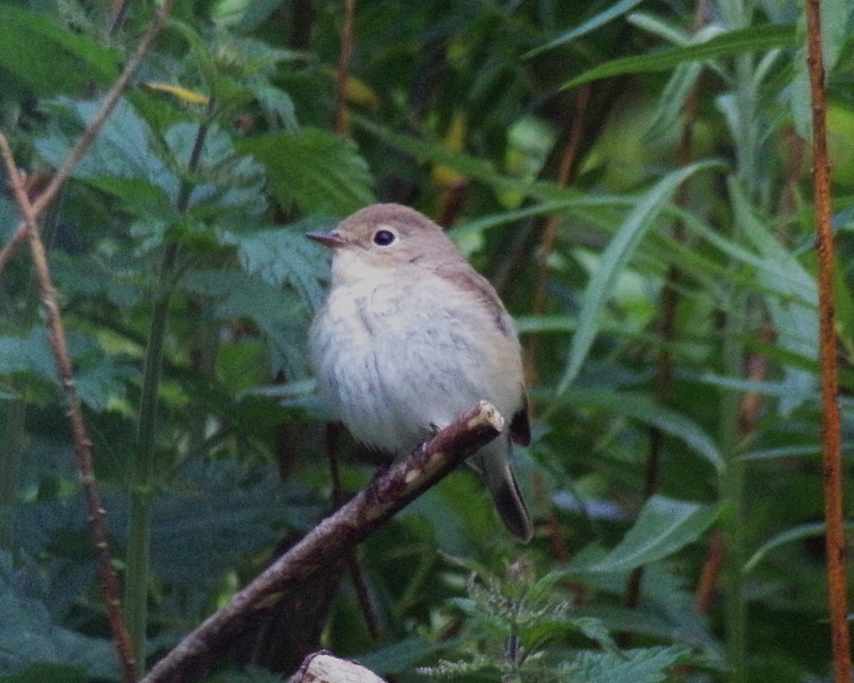 Tireebirder tweet picture