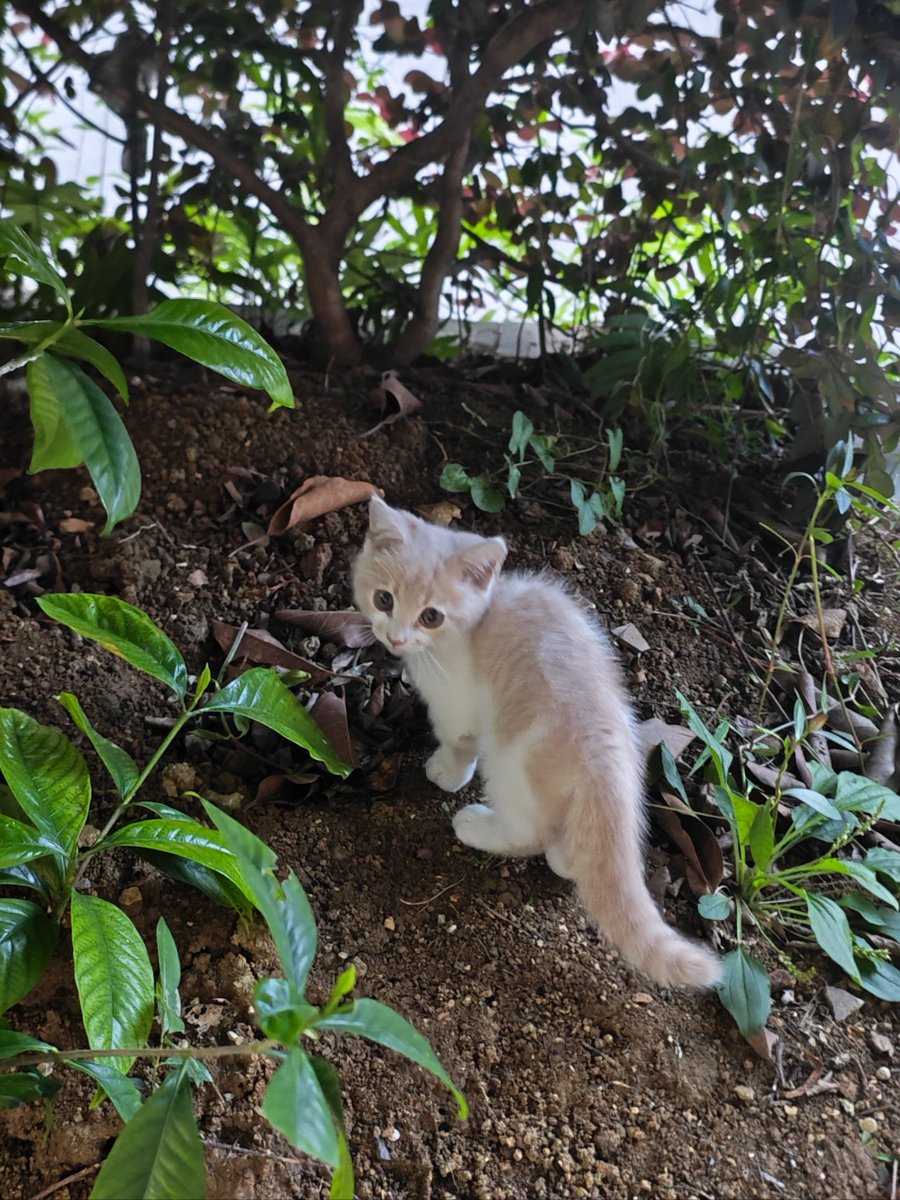 RangYuqiu's tweet photo. ohoh，路上遇到的可爱小猫。 https://t.co/azonwram74