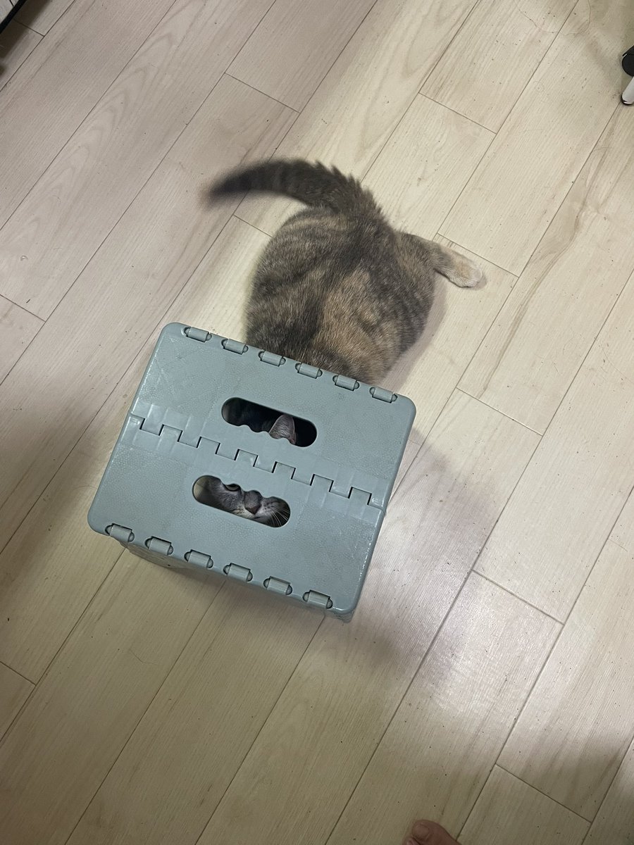 Tarimahime's tweet photo. 隠れてるつもり https://t.co/ShL6Ri7YFp