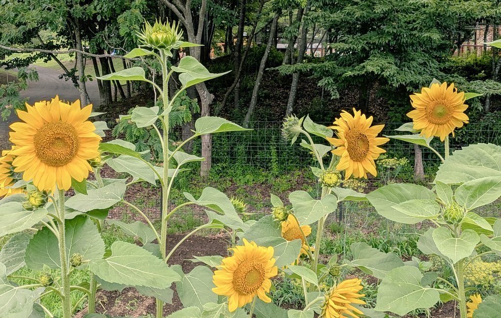 SiN__LYE0m37743's tweet photo. 🌻盛夏　待ちわびし　先触れ🌻 https://t.co/s0cgSFBe1h