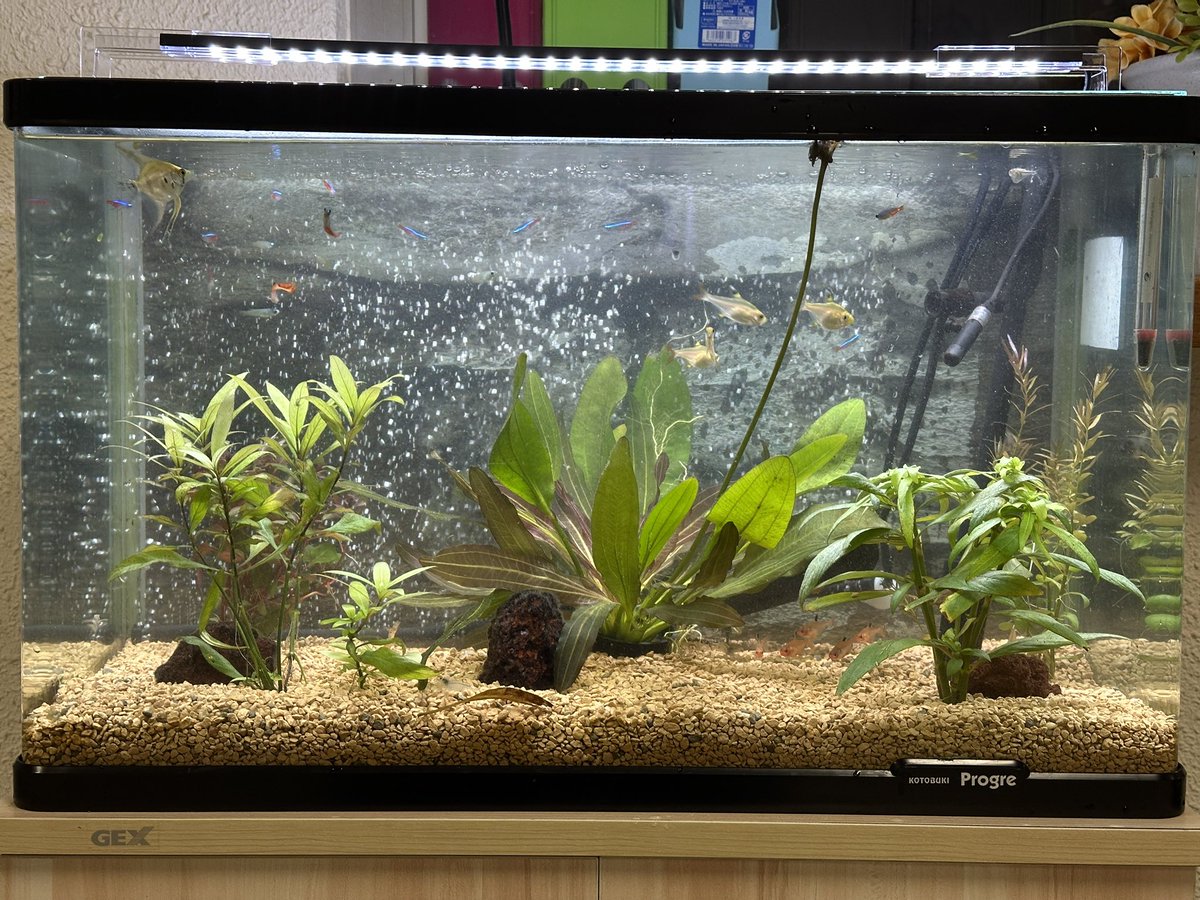 水槽をいつもキレイに！ 水槽に新しい仲間が🐟