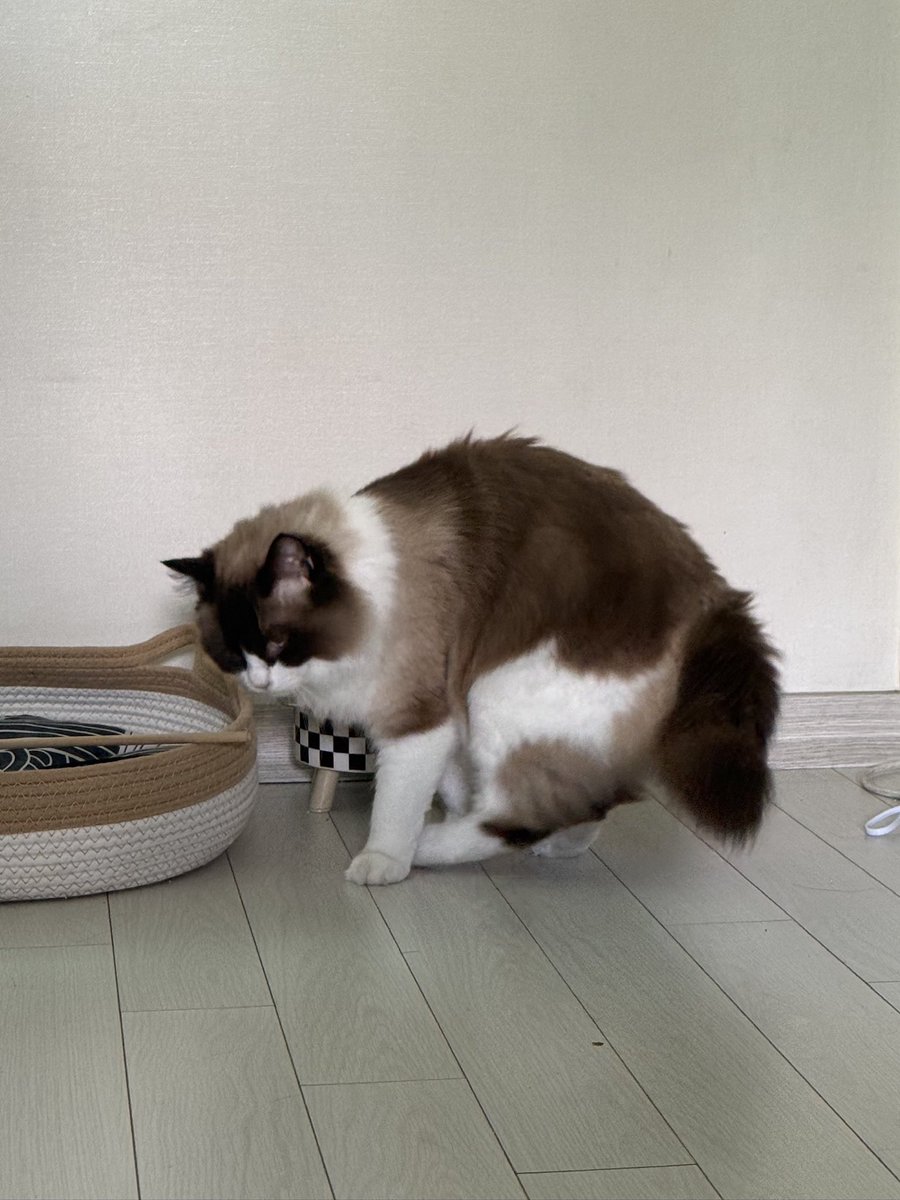 iryyaaa's tweet photo. @SSre8i 너구리는
사람인걸 https://t.co/J0pkjx95fH