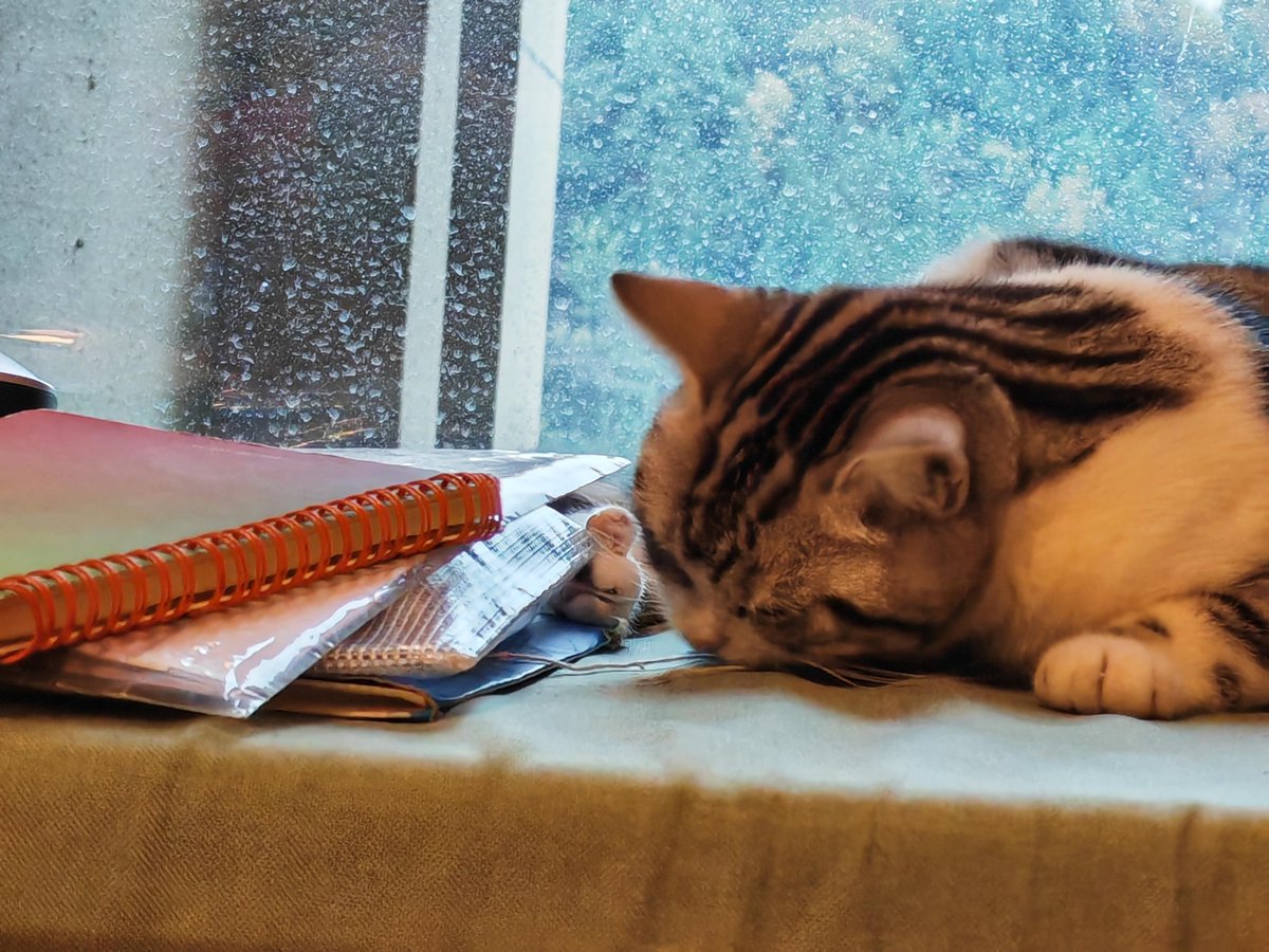 riNNrg979qfRa8f's tweet photo. Took a 5-minute coffee break… oops, that turned into 25 minutes of watching cats on the internet. Work can wait, the purrs can’t. https://t.co/Vmz7ARBeyY