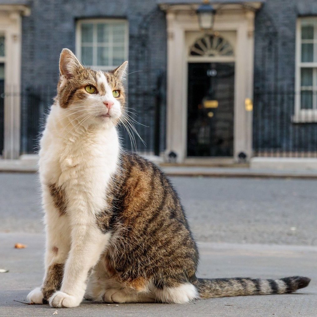 _XeniaKara_'s tweet photo. I reckon between Larry the Cat and the hot Podium Guy, this country could finally have a successful government. https://t.co/NUTahQy01w