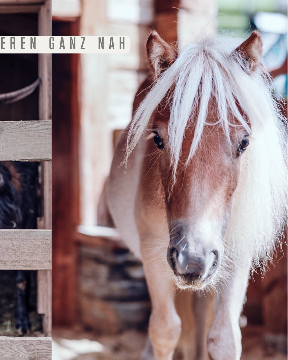 Der_Ellmauhof's tweet photo. Tierische Momente am Ellmauhof mitten in der Natur🐴

Unsere kleinen Gäste lernen am Bauernhof Tiere ganz nah kennen. Ob Miniponys, Hasen, Ziegen oder Hühner. Jede Begegnung sorgt für strahlende Augen und unvergessliche Urlaubserinnerungen.

#familienurlaub #bauernhof https://t.co/jQEWvPC3QD