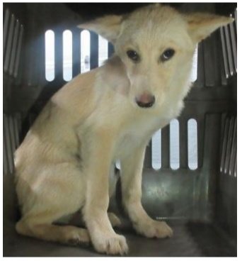 nyan0736's tweet photo. 香川県　子犬　里親募集！

6〜12ヶ月🐕️ 薄茶　オス

子犬を飼いたいかた、いませんか？

香川、岡山、大阪、京都、滋賀、神奈川その近辺で里親募集！
◉60歳以上の方でもサポートできる家族と同居されていれば譲渡可
ご連絡は@wannyanpeasmailへ🙇

中讃2630131 番
#香川県　#里親募集　#犬　#子犬 https://t.co/e2xEwJlTS1