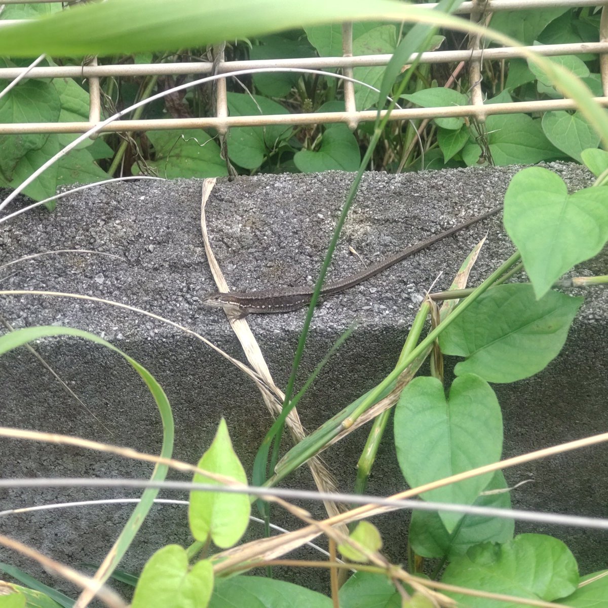 BAL6464's tweet photo. 同じ個体のような気がするけど、約1週間で急激にお腹が膨れているような気が🤔
卵持ちかな。 https://t.co/ObTJck41xx