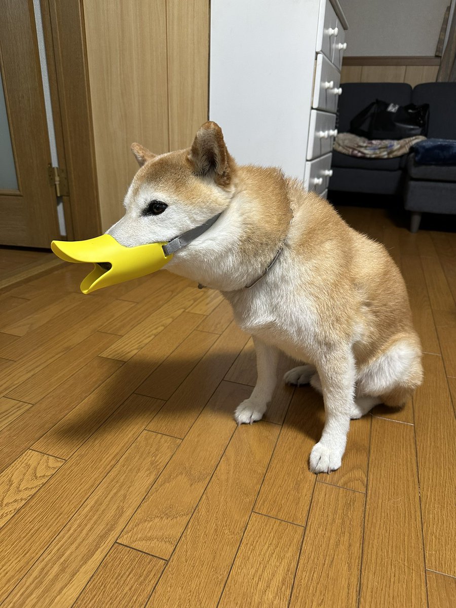 oga163's tweet photo. 失効間近のポイントで入手したアヒル口の口輪
大型犬にも対応、Lサイズを購入したのだが調整箇所を最大にしても小さい、うちのジローは14キロの中型犬なのに。
#柴犬 #柴犬のいる暮らし  #アヒル口輪🐶 https://t.co/XJzltuxsTi