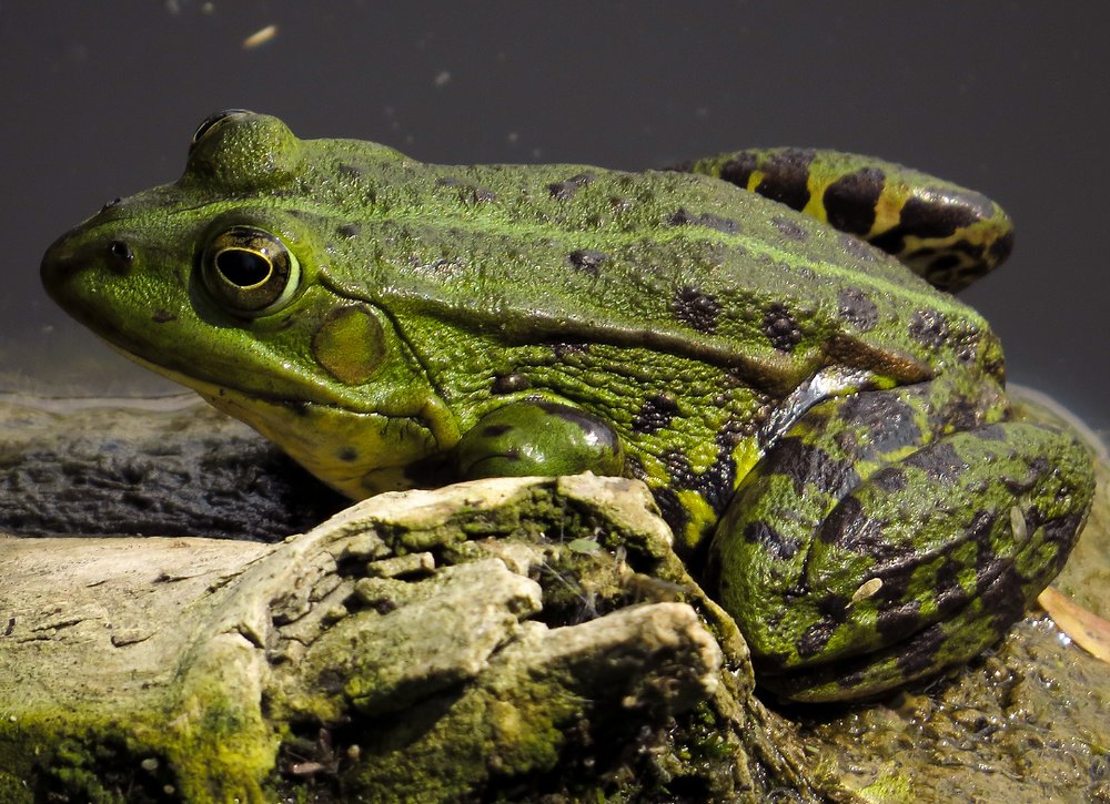 CapricornFM's tweet photo. #DareToAnswer | What is the largest type of frog?
Share your answer with @DjComplexion via WhatsApp; 079 899 6226 on the #CapricornDrive. https://t.co/eOzX13y4nU