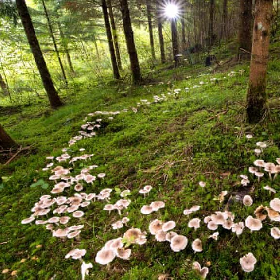 Nature is Amazing ☘️ tweet media