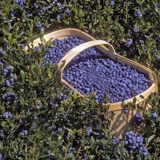 bloomele_'s tweet photo. blueberries 🫐 https://t.co/4pWvpyylUC
