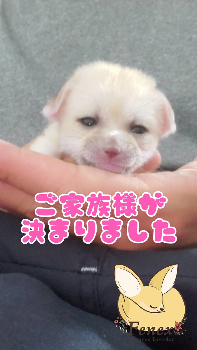 フェネックス】Fennec Fox 🦊フェネック🦊動物🦊 (@fenex_osaka