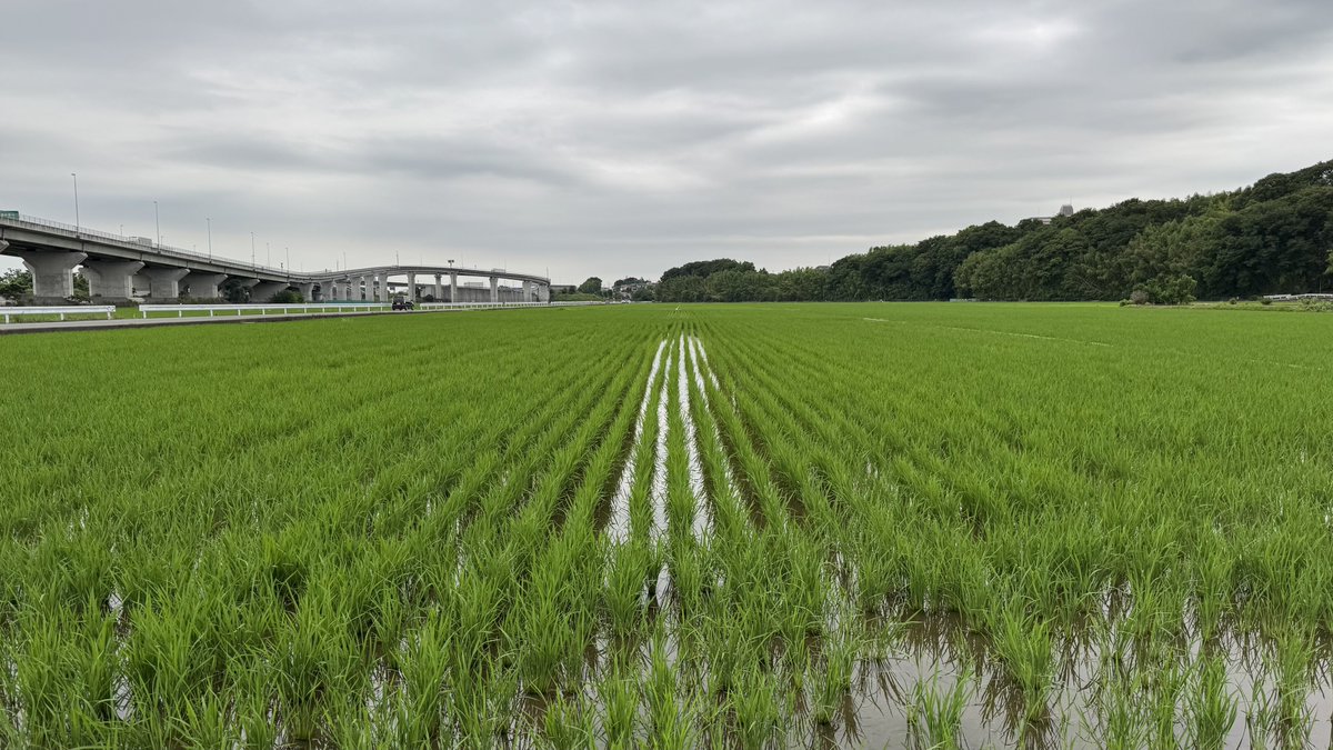 spritehunts's tweet photo. 軽くウォーキング的にぶらっと外に出て歩き続けて田んぼのど真ん中で道がよく分からなくなって子供の時のような不安な気持ち https://t.co/IHcC39U2Ez