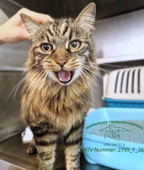 yolandaschultes's tweet photo. 22393 Hamburg Sasel
Kater ausgesetzt
Kopie Hamburger Tierschutzverein
Dieser grau-schwarz getigerte Main-Coon-Mischlingskater wurde am 15.6.2026 an der Saseler Chaussee in Sasel ausgesetzt gefunden. Der 2010 geborene Kater ist gechippt.
HTV-Nummer: 2799_F_26
Wer kennt dieses Fundtier? Bitte meldet Euch unter 040 211106-0. Wir danken Euch für Eure Hilfe!