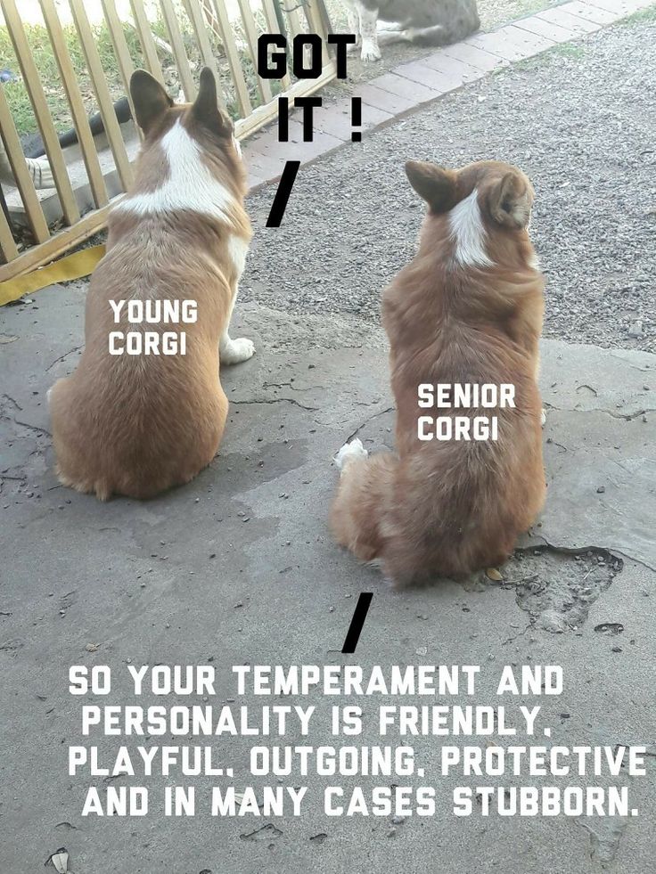 JosephineK1761's tweet photo. Young corgi senior corgi 
#LifeWithCorgis #CorgiPal #CorgiTastic #CorgiWhisperer #JustCorgiThings #PrincessWelshCorgi https://t.co/ms1a3UrgFX