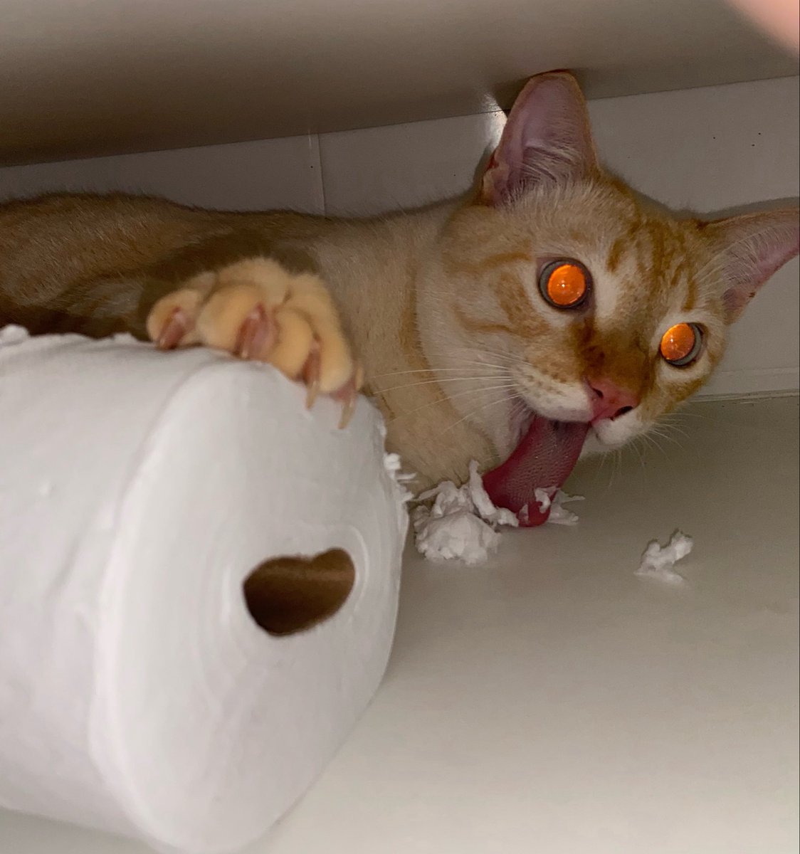 ilouzzop's tweet photo. acordei e vi meu gato comento papel higiênico nesse estado no armário do banheiro https://t.co/jfQJ6EdNLr