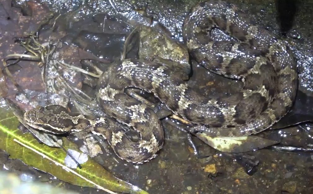Mitsuru_MH's tweet photo. 大雨が降る山で出会った生き物たち https://t.co/07HAd6wIxB