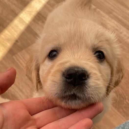 09janv_'s tweet photo. ก็ไม่แปลกใจหรอกที่จะหลุดเรียกชื่อพี่เก่งแทนพี่ภีม🫴🏻🐶 https://t.co/ZEVNJLj4UY