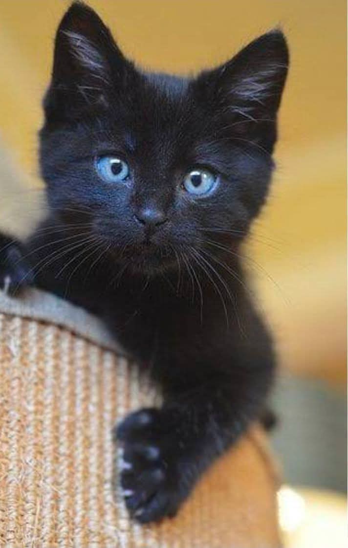 BCWRkittens's tweet photo. Bradford Cat Watch Rescue and Sanctuary has lots of cats and kittens currently  available for adoption THIS WEEKEND
Our adoption package includes 
🐾 Neutering 

🐾1st Vaccination 

🐾Microchipping

🐾 Up-to-date with parasite protocol

🐾 5 weeks free insurance  with Agria. https://t.co/pUCjBV6K2A