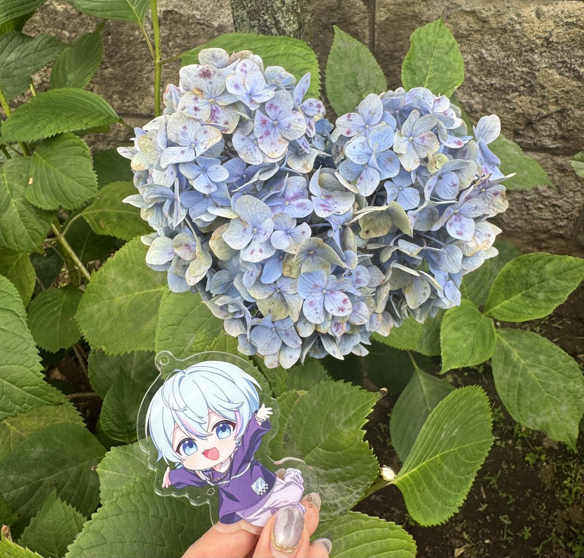 ayu___nvxvn's tweet photo. ☔️🦈

🦦｡:･*ﾟ🫧ﾟ*･.｡🦦.｡:･*ﾟ🫧ﾟ*･.｡🦦.｡:
                     
                  HappyBirthday

                  雨乃こさめくん

🦦｡:･*ﾟ🫧ﾟ*･.｡🦦.｡:･*ﾟ🫧ﾟ*･.｡🦦.｡:

お誕生日おめでとうございます🎉
配信中元気に掻き回して暴れまくってる
こさめくんは天才だと思います(｀･ω･)b
めちゃくちゃ面白い👏
これからもそのままのこさめくんでいてください!

今年が素敵な一年になりますように💫

2026.6.23

#こさめ爆誕なのさっ2026