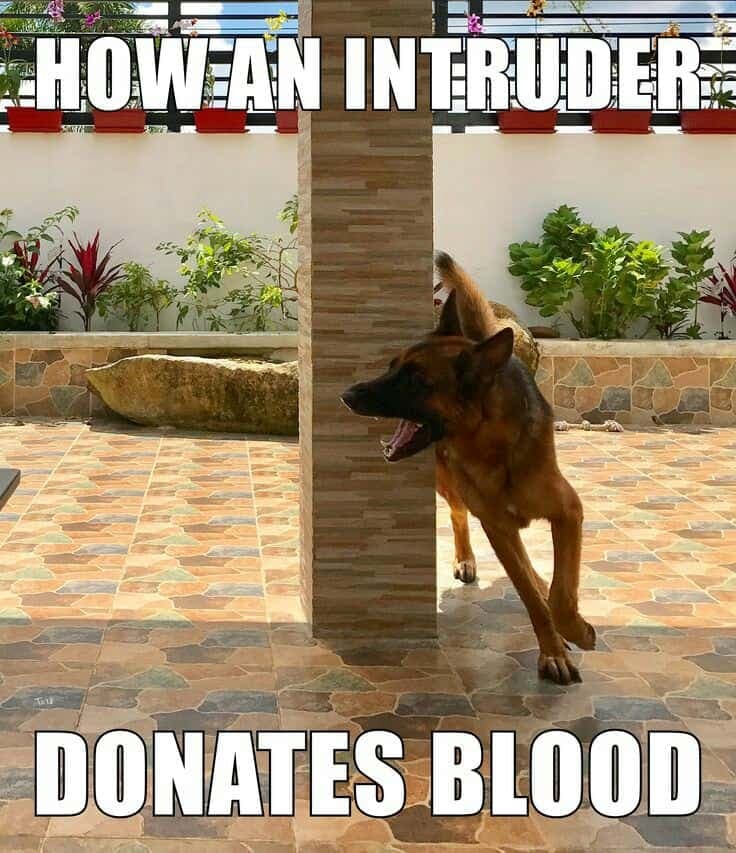 JamieFairc29036's tweet photo. How an intruder. donates blood
#ShepherdTerritory #TeamGSD #GSDMemories #BestBuds #ShepherdDynamic #GermanShepherdusaloverrr https://t.co/2Oeho2E0fr