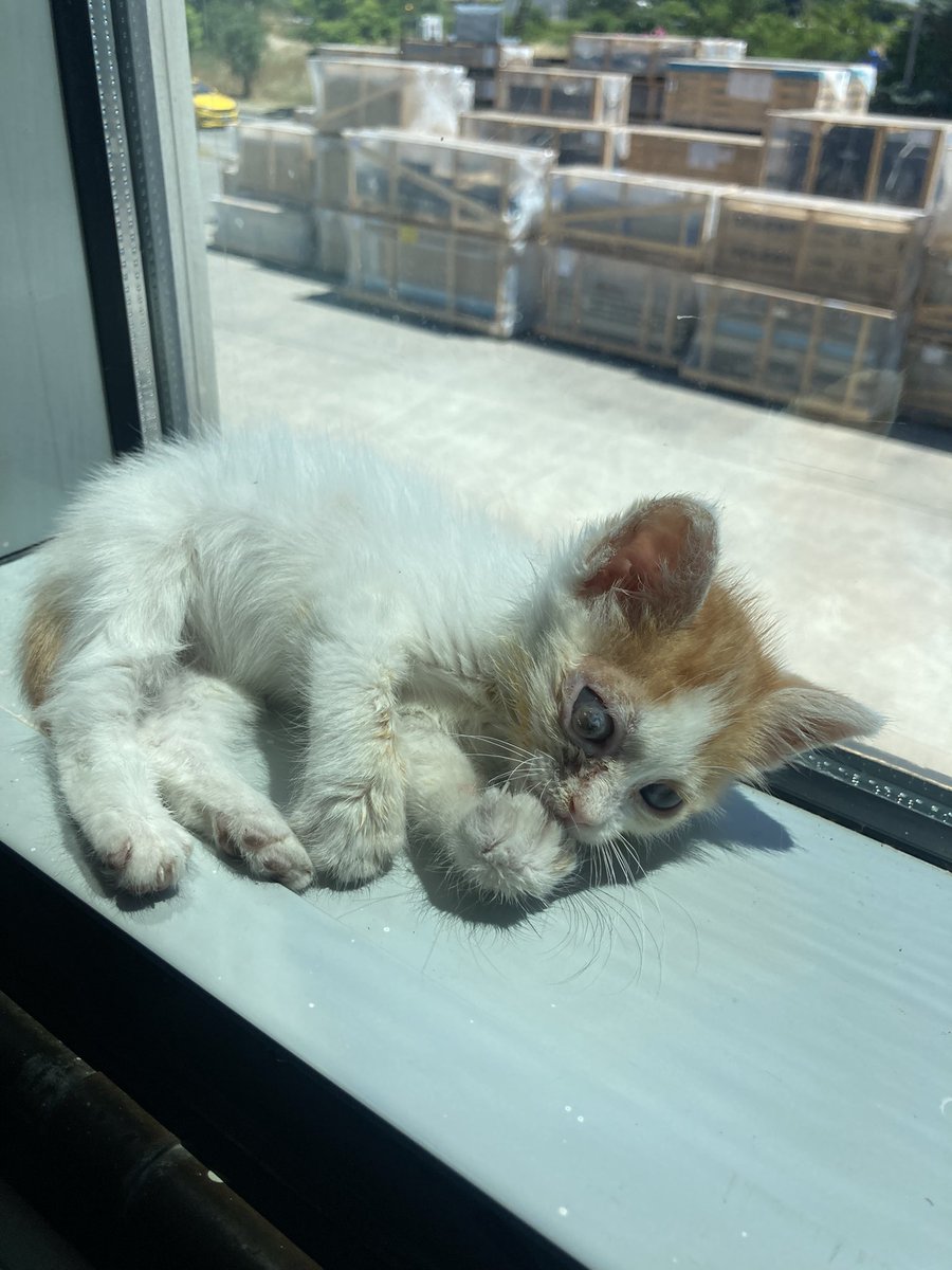 w0manengineer's tweet photo. Bir gözü malesef görmeyecek 
Keşke yuvası olsa https://t.co/Q0x5E4gG9M