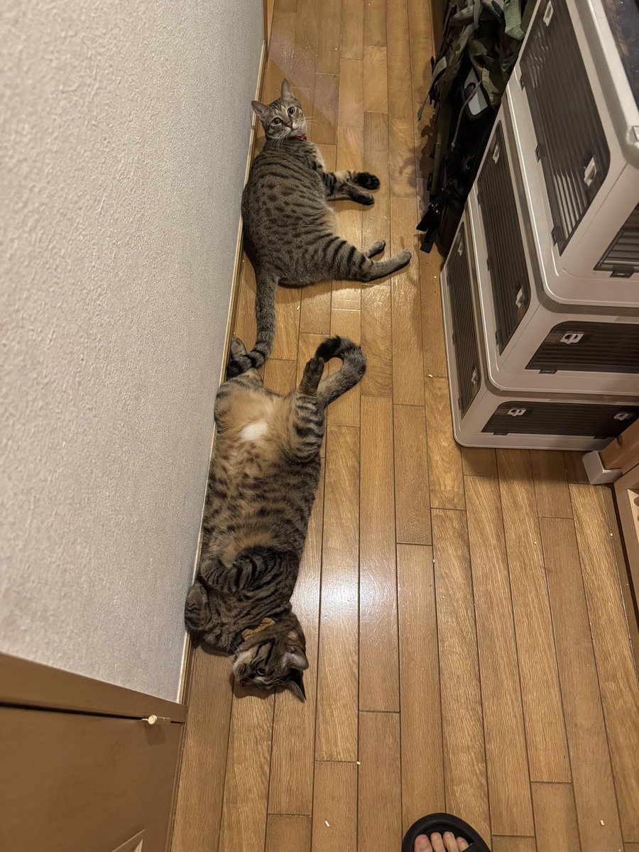 wolftn's tweet photo. 伸びてます。
スタスキー＆ハッチ https://t.co/79fNQBRAO7