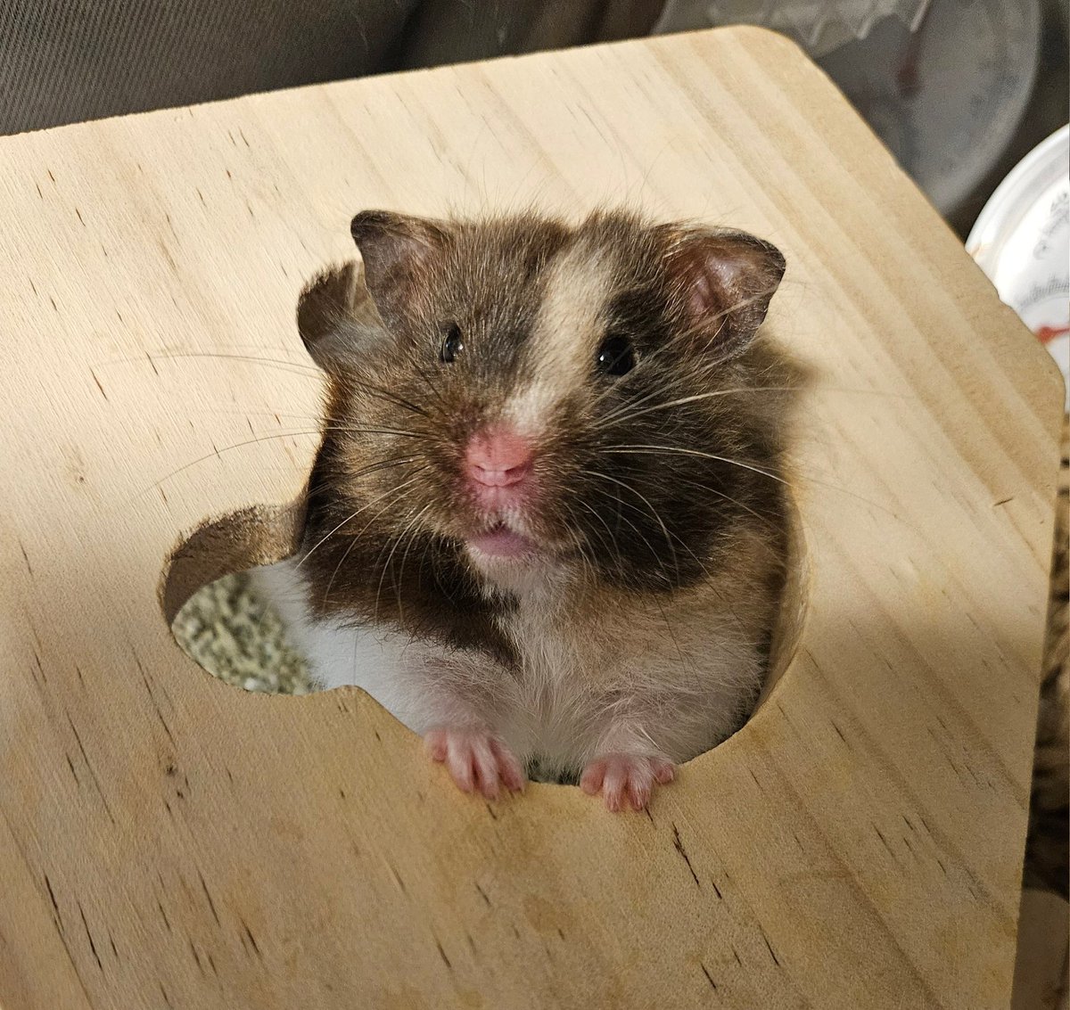 82310bee's tweet photo. こうやって飼い主を見る https://t.co/gnIdNRu6aN