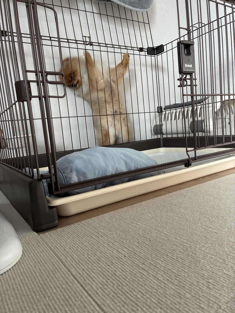 どすこいポメの大吉丸🐶 tweet media