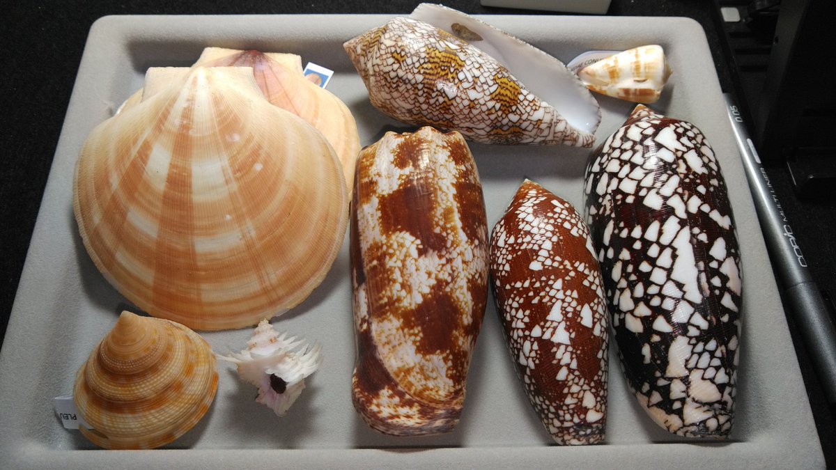 Geography_cone's tweet photo. 昨日来た貝 https://t.co/yNJUGq5xdC