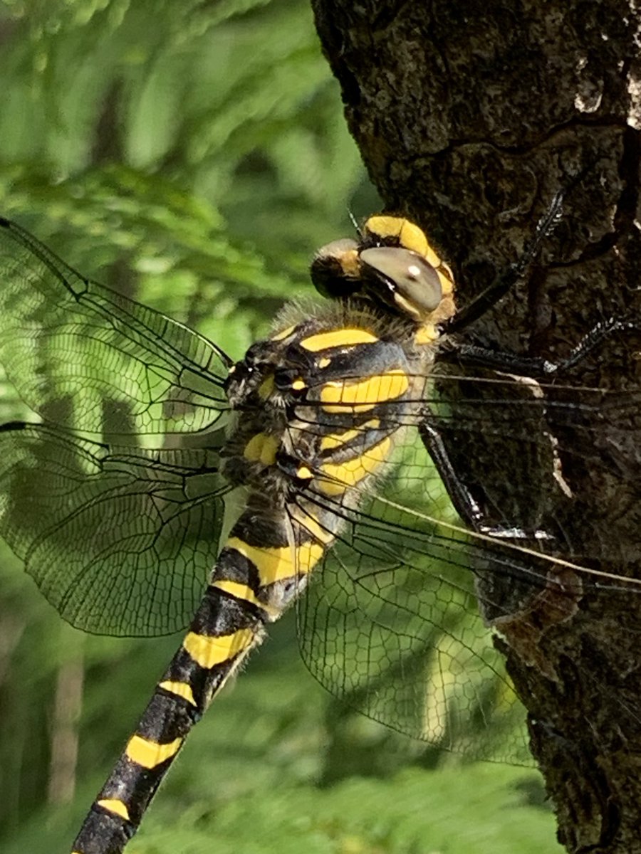 DorsetDipper's tweet photo. Golden Ringed Dragonfly in Wareham Forest today. Wow! https://t.co/wAXyLPnv3C