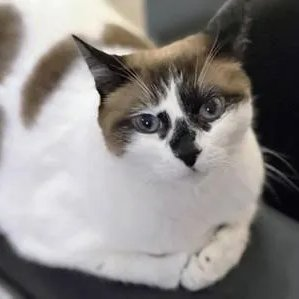 sachikoko's tweet photo. 👉🏽SENIOR ALERT🙏🏽PLZ SHARE
🌷Sweet 11.8YO #Senior Snowshoe #Siamese Mix Kitty "MISS LIZZIE"🌷
😿💔Her Family Moved Out Of The Country
📣Needs A New, Loving #FureverHome🏡
▶️https://t.co/LMuODovm2y
🙏🏽#AdoptDontShop
#SanFrancisco, #CA #BayArea
@givemesheltersf #RehomeHour #US #Cats https://t.co/H2uvyWClYa
