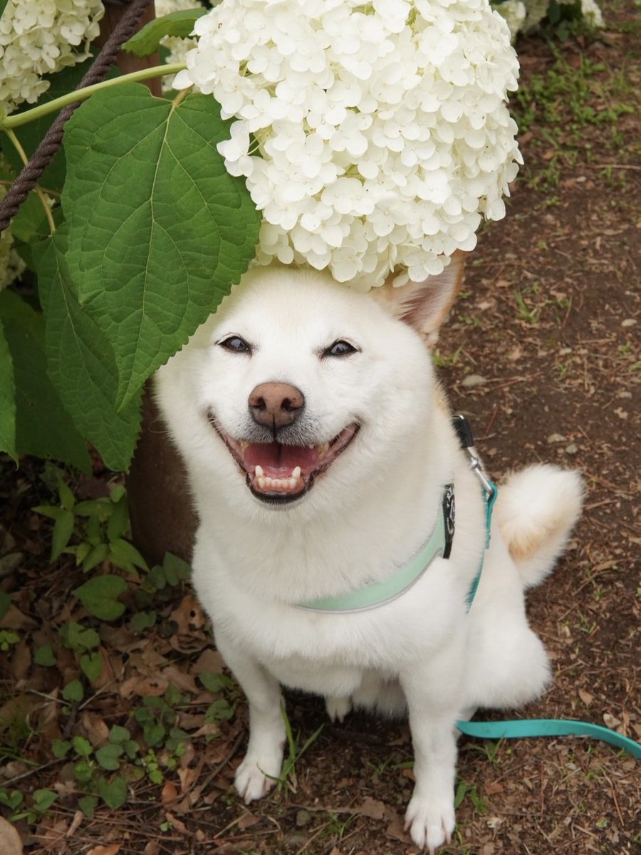 1109minato's tweet photo. イッヌが紫陽花見に行ったらしくて写真送られてきた。かわいい。 https://t.co/gWovOkGNfY