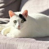 sachikoko's tweet photo. 👉🏽SENIOR ALERT🙏🏽PLZ SHARE
💝Big, Sweet 10.10YO #Senior White &amp; Black Kitty PERCY💝
😿💔His Family Moved Out Of The Country
📣Needs A Calm, Patient #FureverHome🏡
▶️https://t.co/xKRQ3ePSnT
🙏🏽#AdoptDontShop
#SanFrancisco, #CA #SpecialNeeds
@givemesheltersf #RehomeHour #US #Cats https://t.co/u30mcpSGZB