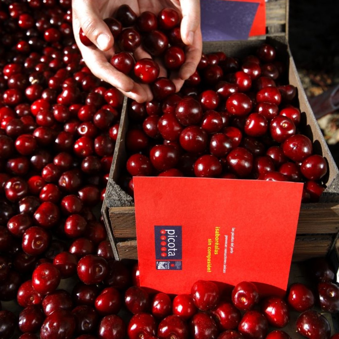 AlfonsoCSuarez's tweet photo. Estamos en plena temporada de picotas. Poca gente sabe que no son lo mismo que las cerezas o sus diferencias. 🍒

Aquí te cuento todo lo que necesitas saber para distinguirlas. 🧵👇 https://t.co/xFLF2qTlc5