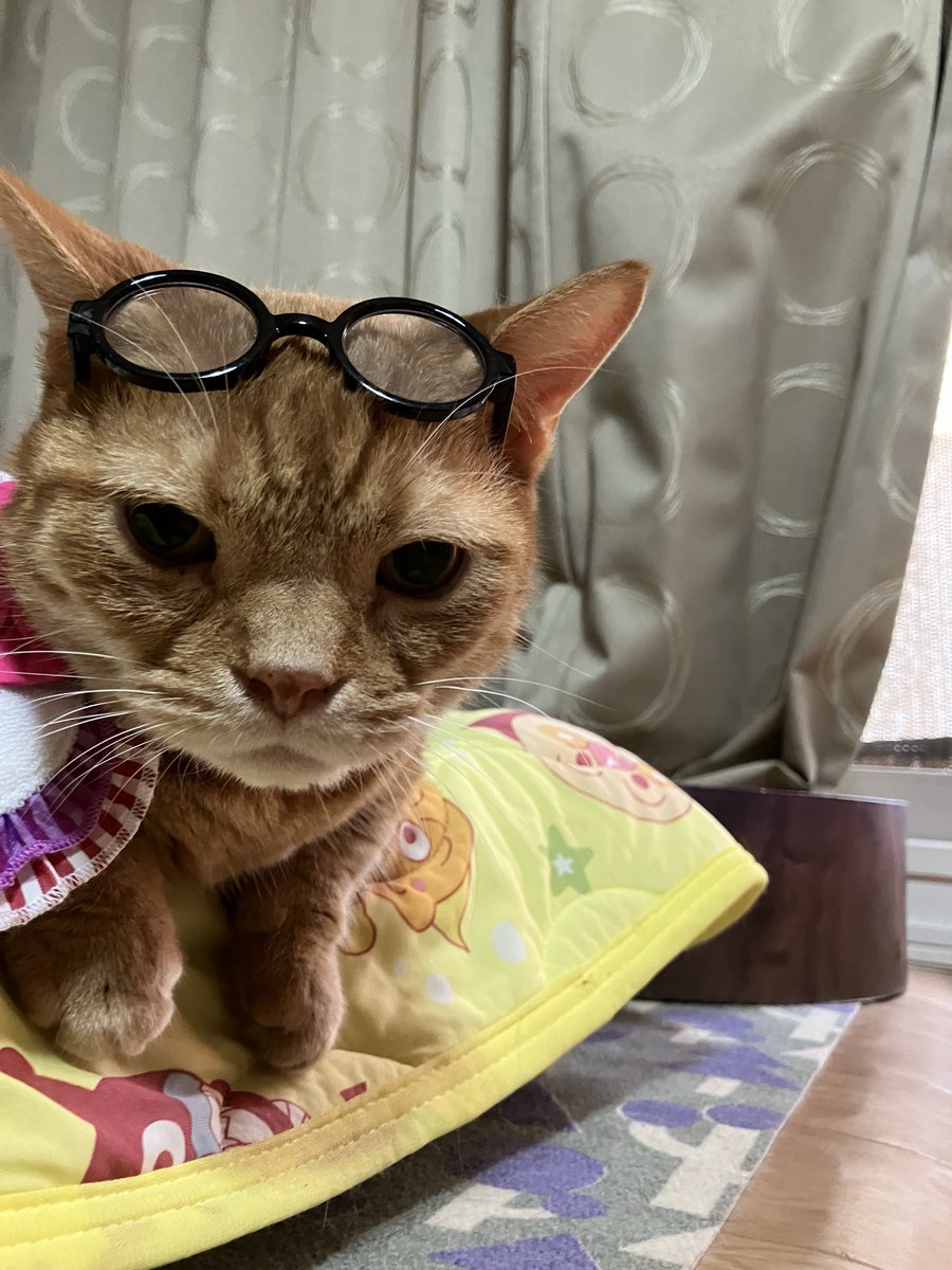 1208_Rich's tweet photo. 今日は、特別だよ！
僕はたまにメガネ(-⊡ω⊡)ゞｸｲｯをかけて
お勉強してるんだᝰ✍️
かっこいいでしょ( *¯ ꒳¯*)
老眼鏡じゃないよ(´>∀<｀)ゝ https://t.co/oBVIPsx5Ml