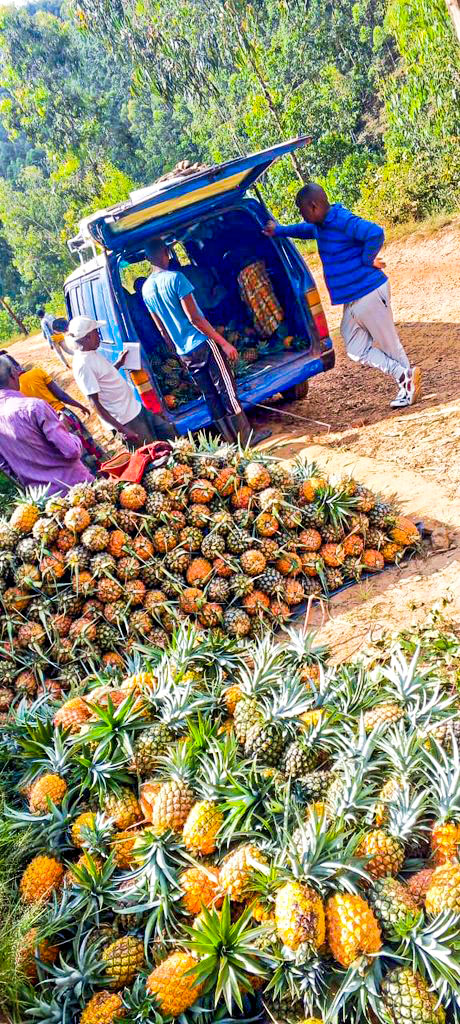 GakenkeDistrict's tweet photo. 🍍Waba warigeze urya inanasi y'i Gakenke?
Ni zimwe mu zizwiho uburyohe budasanzwe mu Rwanda. Zihingwa ku buso burenga Hegitari 1,250 zigatanga umusaruro usaga Toni 1,260 buri mwaka. Ni isooko y'iterambere n'imibereho myiza y'abaturage.
📍Nugera Gakenke uzibuka ku buryohe nyabwo https://t.co/6UFVBMeP0P