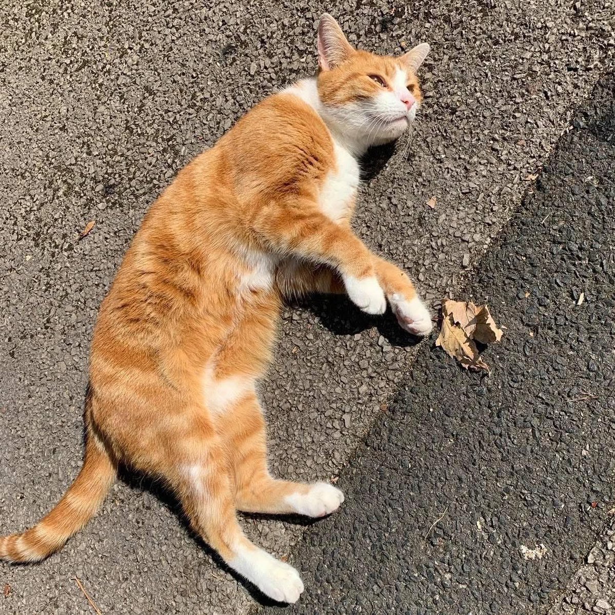 George The Stourbridge Junction Station Cat tweet media