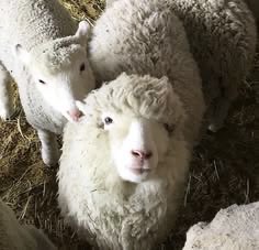 thefarmersheep's tweet photo. why are you staring at me https://t.co/cMU3uN594A