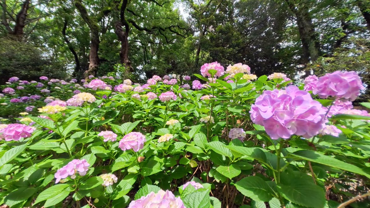 hatake11111's tweet photo. 筥崎宮 https://t.co/DTuwbuuYQG