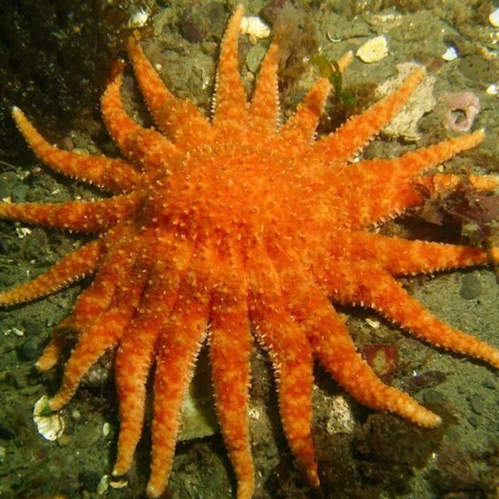 AMAZlNGNATURE's tweet photo. Sunflower sea stars are spotted off the California coast after nearly disappearing in 2013

Scientists discover 18 individuals, offering hope for the return of one of the world's largest sea stars https://t.co/D6hY5iH5VJ