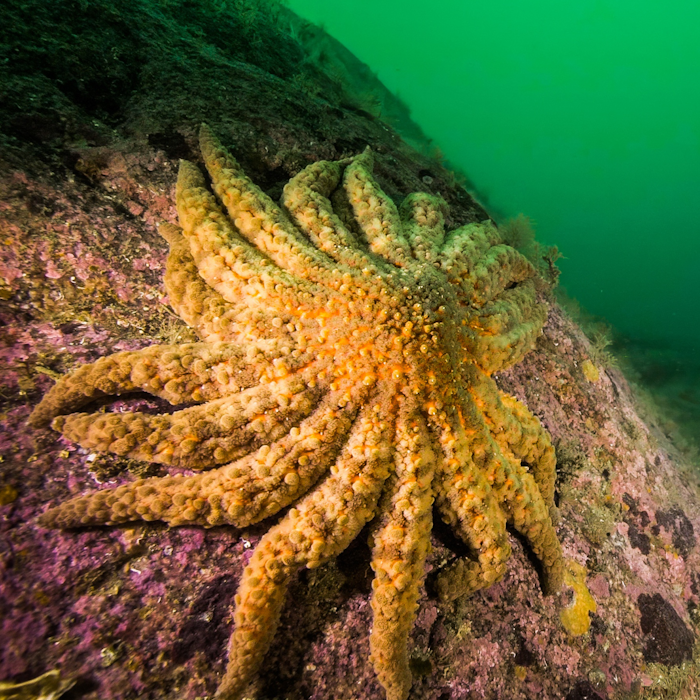 AMAZlNGNATURE's tweet photo. Sunflower sea stars are spotted off the California coast after nearly disappearing in 2013

Scientists discover 18 individuals, offering hope for the return of one of the world's largest sea stars https://t.co/D6hY5iH5VJ