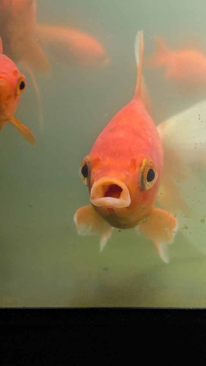 rideatouring's tweet photo. 極めてオマヌケな金魚(´・ω・`) https://t.co/WEsmGNa4UY