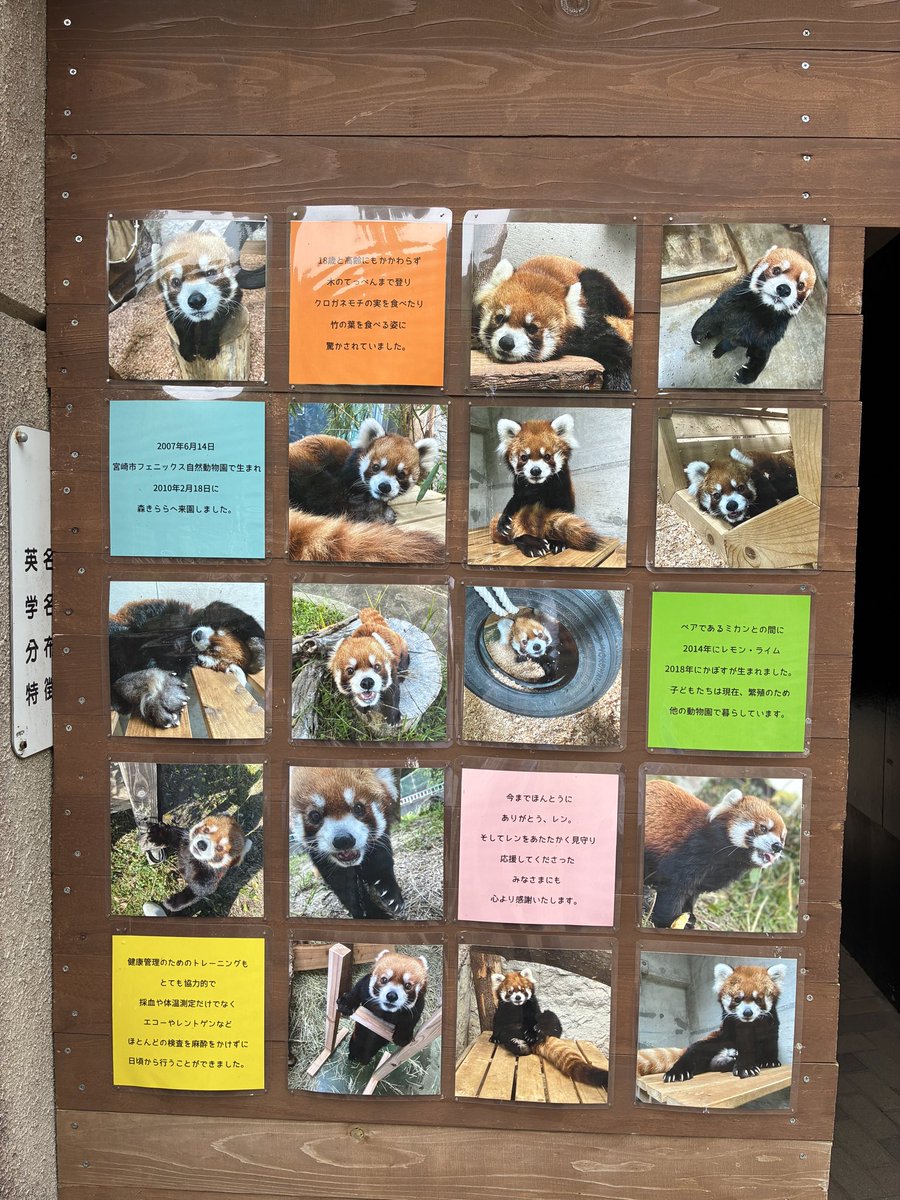 flypanda5's tweet photo. 久しぶりの森きらら レンくん関連の掲示もあり #レッサーパンダ #ミカン #メイファ #レン #九十九島動植物園森きらら https://t.co/9wo6hSlEKg
