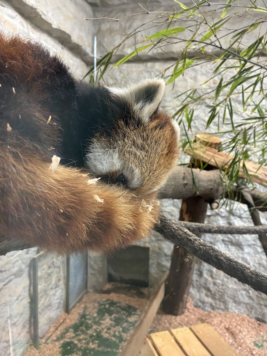flypanda5's tweet photo. 久しぶりの森きらら レンくん関連の掲示もあり #レッサーパンダ #ミカン #メイファ #レン #九十九島動植物園森きらら https://t.co/9wo6hSlEKg